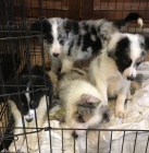 Border kolie �t��ata