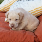 Labradorsk� retr�vr-Labradorsk� retr�vr-Labradorsk� retr�vr