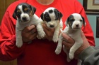 Prodám krásná a rozkošná štěňátka jack russell. Štěňátka jsou očkovaná a zdravá. Prodám krásná a rozkošná štěňátka jack russell. Štěňátka jsou očkovaná a zdravá.