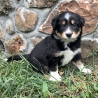 na prodej o�kovan� a od�erven� �t��ata border kolie.