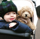 Rozko�n� �t���tka Maltipoo na prodej