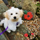 Rozko�n� �t���tka Maltipoo na prodej