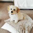 Rozko�n� �t���tka Maltipoo na prodej