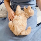 Rozko�n� �t���tka Maltipoo na prodej