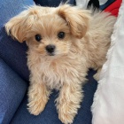 Rozko�n� �t���tka Maltipoo na prodej