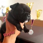 Francouzský buldoček s PP FCI Francouzský buldoček s PP FCI