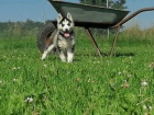 istokrevn Husky tata s PP