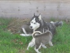 istokrevn Husky tata s PP