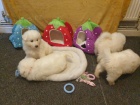 ڞasn Samoyed tata