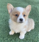 �t��ata welsh corgi Pembroke na prodej, velmi nal�hav� M�me na prodej r�zn� �t��ata, zv�hodn�n� ceny, chceme �t��ata, kter� m�me nyn�, vy�istit, proto�e o�ek�v�me nov� vrhy, kontaktujte n�s a my v�s odk�eme na na�e webov� str�nky s mo�nostmi v�b�ru,