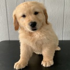 hrav� a zdrav� �t��ata zlat�ho retr�vra