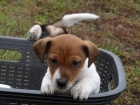 Štěňata Jack Russell Terrier zoufale touží po nových rodičích Štěňata Jack Russell Terrier zoufale touží po nových rodičích