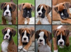 Boxer s PP Boxer s PP