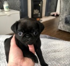 �t��ata �ern�ho mopsl�ka k adopci.