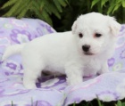 Štěňata Bichon Frise jsou k dispozici a připravena k prodeji. Štěňata Bichon Frise jsou k dispozici a připravena k prodeji.