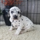 Prod�m kr�sn� a zdrav� o�kovan� Dalmatinsk� �t��ata