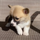 kr�sn� a and�lsk� �t��ata Pembroke Welsh Corgi na prodej MINI