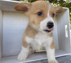 samci a samice štěňat pembroke corgi samci a samice štěňat pembroke corgi