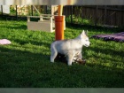 �istokrevn� �t��ata sibi�sk�ho huskyho bez PP