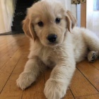 Kr�sn� �t��ata zlat�ho retr�vra