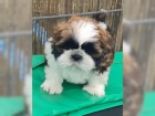 Fantastick� Shih-Tzu �t��ata bez PP