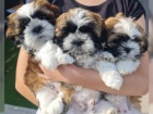 Fantastick� Shih-Tzu �t��ata bez PP