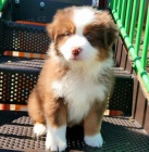 Prod�m �t��ata australsk�ho ov��ka