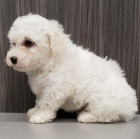 bichon frize Štěňata jsou připravena k adopci a novým rodinám. bichon frize Štěňata jsou připravena k adopci a novým rodinám.