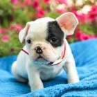 Francouzské buldočky jsou k dispozici k adopci Francouzské buldočky jsou k dispozici k adopci