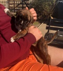 Boxer Boxer