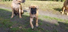 Štěňata boxerů jsou nyní k dispozici pro adopci Štěňata boxerů jsou nyní k dispozici pro adopci
