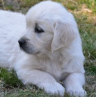 hrav� a zdrav� �t��ata zlat�ho retr�vra