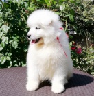 3 samojed chlupat� �t���tka k adopci