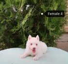 Sibi�sk� husky �t��ata