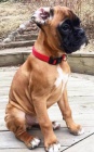 boxer štěňata k dispozici pro nové domovy boxer štěňata k dispozici pro nové domovy