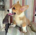 �t��ata Welsh Corgi Pembroke jsou p�ipravena na nov� rodiny.
