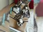 Okouzlující děti Shih Tzu Okouzlující děti Shih Tzu