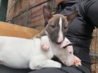 Miniaturn� �t��ata BullTerrier pro nov� domovy