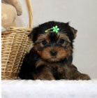 Jork��rsk� �t��ata jsou p�ipravena na nov� rodiny