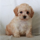 �t��ata pudl� jsou p�ipravena k adopci.