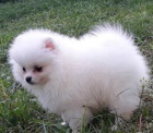 Pomeranian �t��ata jsou p�ipravena na nov� domovy.