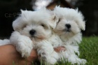 2 maltezsky  hledat štěňata nových domovů k adopci. 2 maltezsky  hledat štěňata nových domovů k adopci.