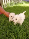 přátelská Bichon Frisé ; Bisonekštěňata k adopci  přátelská Bichon Frisé ; Bisonekštěňata k adopci