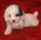 Prod�m �t��ata trpasli��ch pudl�.