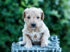 tata Goldendoodle na prodej.