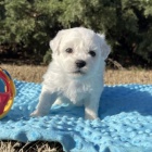 Prodám štěňata mini bichon frize Prodám štěňata mini bichon frize