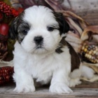 Prodám štěňata SHIH TZU Prodám štěňata SHIH TZU