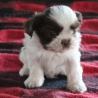 krásná a zdravá štěňata SHIH TZU na prodej krásná a zdravá štěňata SHIH TZU na prodej