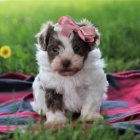 havansk� �t��ata na prodej.