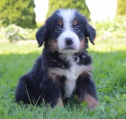 Prod�m �t��ata bernsk�ho sala�nick�ho psa